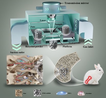 清華、北大、北醫(yī)三院聯(lián)合：高溫氧化處理3D打印鎂合金骨植入物結(jié)構(gòu)優(yōu)化及體內(nèi)外生物降解行為